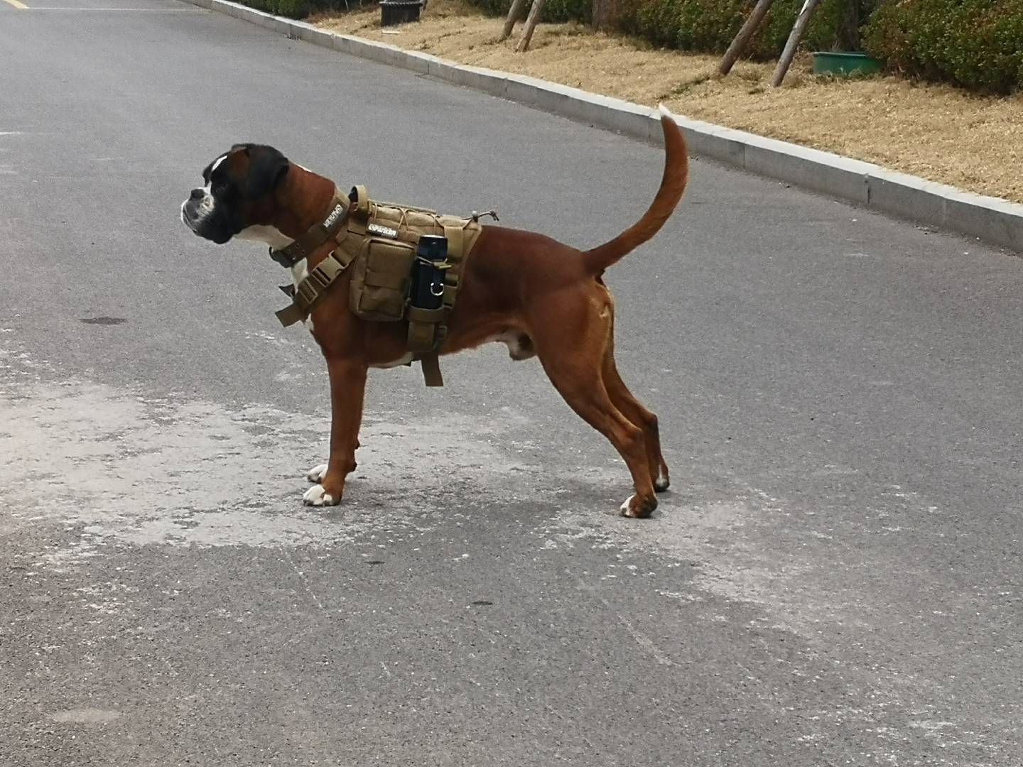 家养纯正拳师犬